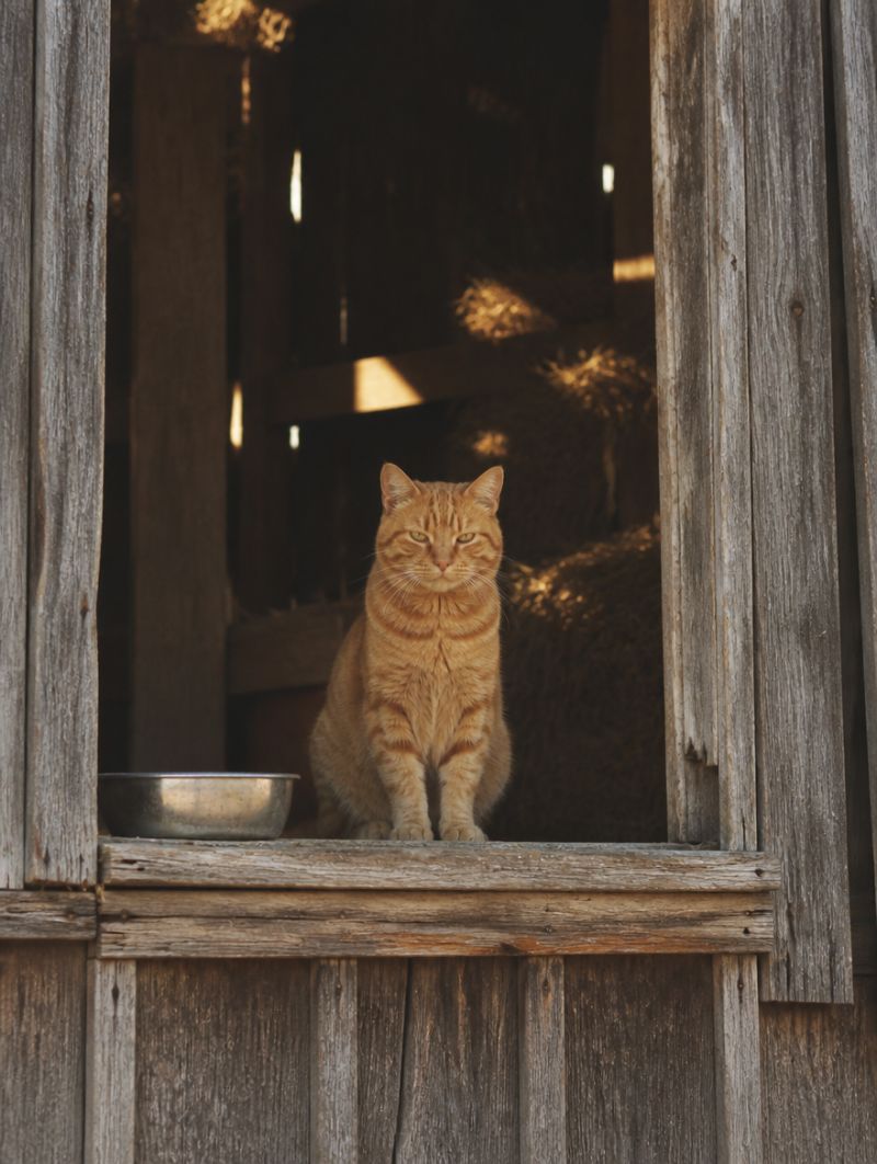 Barn cat on a sill